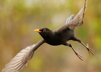 Stunning close-up of a blackbird mid-flight, showcasing dynamic motion and nature's beauty.