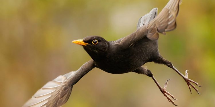 Stunning close-up of a blackbird mid-flight, showcasing dynamic motion and nature's beauty.