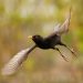 Stunning close-up of a blackbird mid-flight, showcasing dynamic motion and nature's beauty.