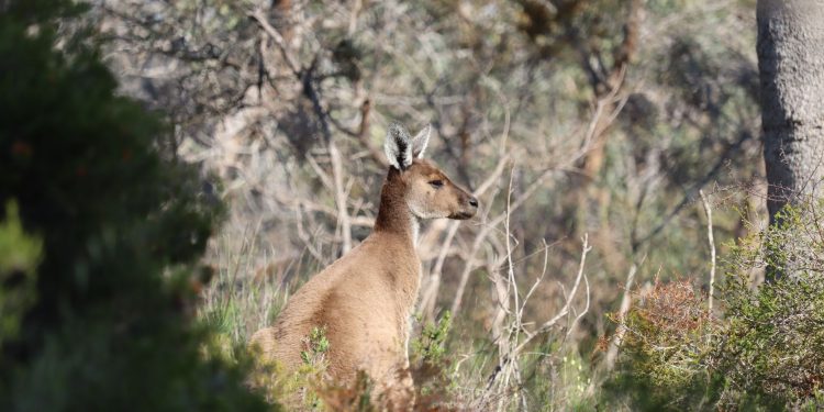 A kangaroo in its natural habitat, nestled among Australian bush plants.