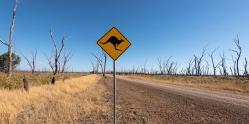 Dirt road in Winton North, Australia with a kangaroo crossing sign and clear blue sky.