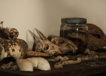 An intriguing display of animal skulls, bones, and preserved specimens on a shelf.