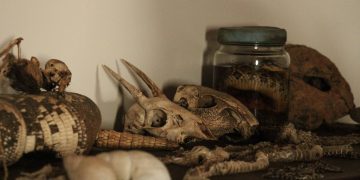 An intriguing display of animal skulls, bones, and preserved specimens on a shelf.