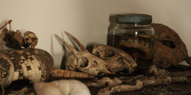 An intriguing display of animal skulls, bones, and preserved specimens on a shelf.