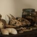 An intriguing display of animal skulls, bones, and preserved specimens on a shelf.