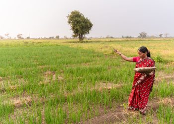 A woman farmer in a red saree sowing seeds in a green field, Nagpur, India.