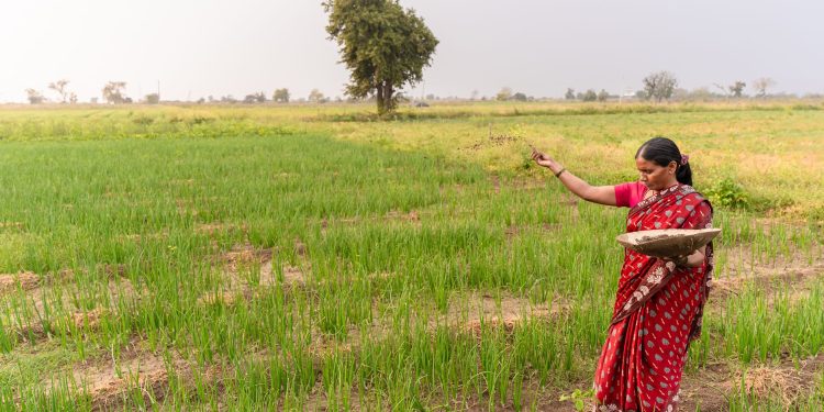 A woman farmer in a red saree sowing seeds in a green field, Nagpur, India.