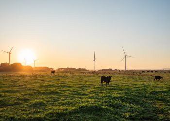 Cows grazing in Wonthaggi pasture with wind turbines at sunset.