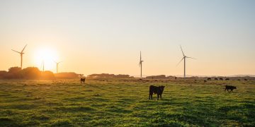 Cows grazing in Wonthaggi pasture with wind turbines at sunset.