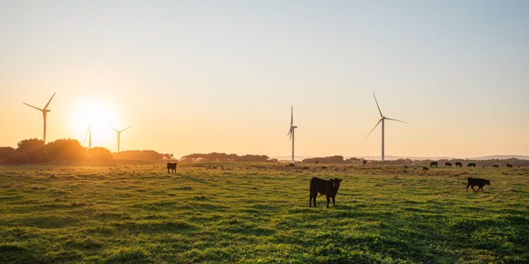 Cows grazing in Wonthaggi pasture with wind turbines at sunset.