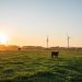 Cows grazing in Wonthaggi pasture with wind turbines at sunset.