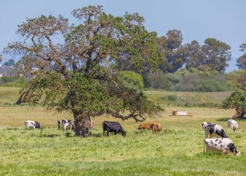 Idyllic countryside view with cows grazing under lush trees in an open field.