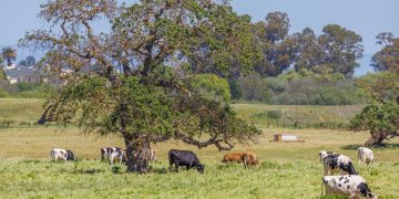 Idyllic countryside view with cows grazing under lush trees in an open field.
