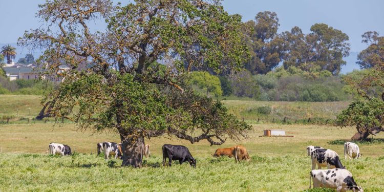 Idyllic countryside view with cows grazing under lush trees in an open field.
