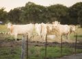 Charolais cows feeding in a pastoral field in Carrara, QLD, Australia.