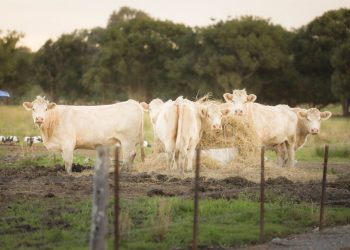 Charolais cows feeding in a pastoral field in Carrara, QLD, Australia.