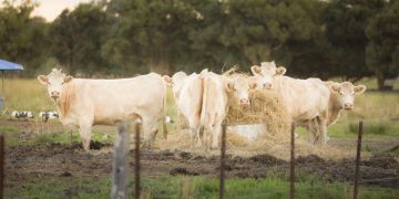 Charolais cows feeding in a pastoral field in Carrara, QLD, Australia.