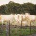 Charolais cows feeding in a pastoral field in Carrara, QLD, Australia.