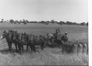 Horse Drawn Harvest in a Field Man Filling Sacks of Wheat Turretfield(GN07444).jpg
