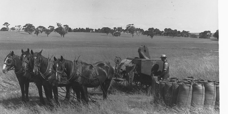 Horse Drawn Harvest in a Field Man Filling Sacks of Wheat Turretfield(GN07444).jpg