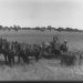 Horse Drawn Harvest in a Field Man Filling Sacks of Wheat Turretfield(GN07444).jpg