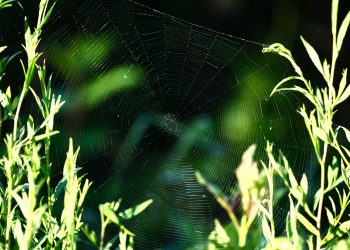 A delicate spiderweb nestled among green leaves in a natural outdoor setting.
