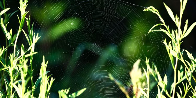 A delicate spiderweb nestled among green leaves in a natural outdoor setting.