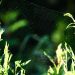 A delicate spiderweb nestled among green leaves in a natural outdoor setting.
