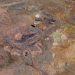 Mount Whaleback Iron Ore Mine, Australia (ASTER).jpg
