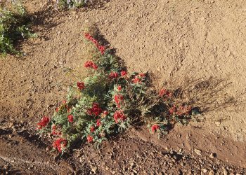 Sturt's desert pea (Swainsona formosa) in the Pilbara region of Western Australia, June 2023 01.jpg