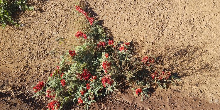 Sturt's desert pea (Swainsona formosa) in the Pilbara region of Western Australia, June 2023 01.jpg