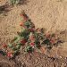 Sturt's desert pea (Swainsona formosa) in the Pilbara region of Western Australia, June 2023 01.jpg