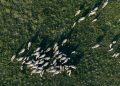 Drone shot capturing a herd of cattle grazing on a vast grassland during daytime.