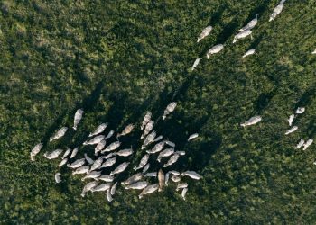 Drone shot capturing a herd of cattle grazing on a vast grassland during daytime.