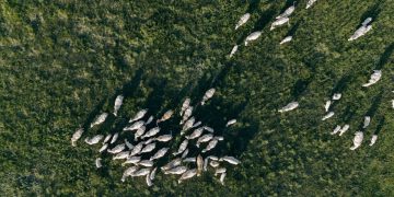 Drone shot capturing a herd of cattle grazing on a vast grassland during daytime.