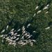 Drone shot capturing a herd of cattle grazing on a vast grassland during daytime.