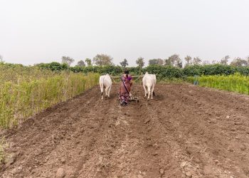 Indian woman plowing a field with oxen in Nagpur, showcasing traditional farming.