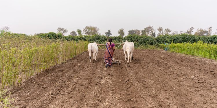 Indian woman plowing a field with oxen in Nagpur, showcasing traditional farming.