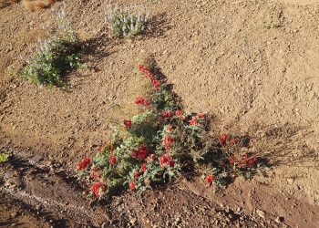Sturt's desert pea (Swainsona formosa) in the Pilbara region of Western Australia, June 2023 02.jpg