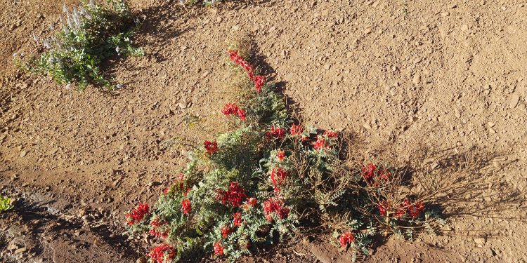 Sturt's desert pea (Swainsona formosa) in the Pilbara region of Western Australia, June 2023 02.jpg