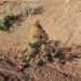 Sturt's desert pea (Swainsona formosa) in the Pilbara region of Western Australia, June 2023 02.jpg