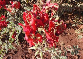 Sturt's desert pea (Swainsona formosa) in the Pilbara region of Western Australia, June 2023 03.jpg