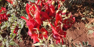 Sturt's desert pea (Swainsona formosa) in the Pilbara region of Western Australia, June 2023 03.jpg