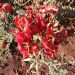Sturt's desert pea (Swainsona formosa) in the Pilbara region of Western Australia, June 2023 03.jpg